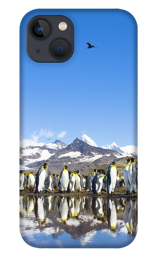 Allardyce Range iPhone 13 Case featuring the photograph King Penguins Aptenodytes Patagonicus #8 by Eastcott Momatiuk