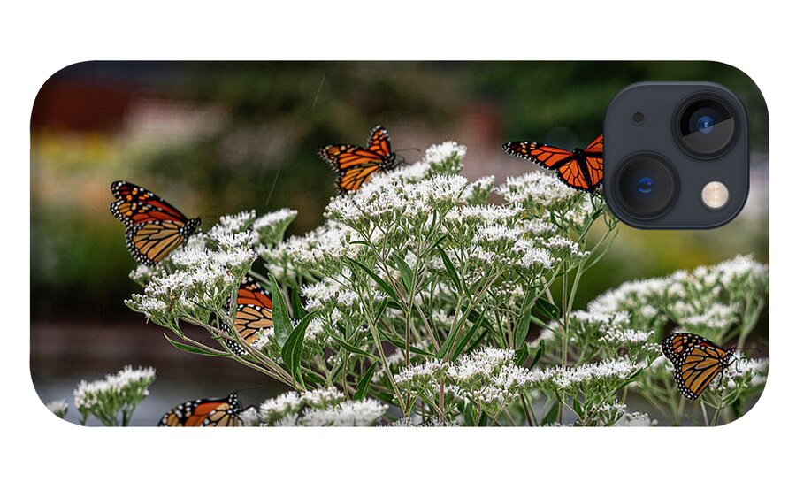 Butterfly iPhone 13 Case featuring the photograph Just Amazing by Kristine Hinrichs
