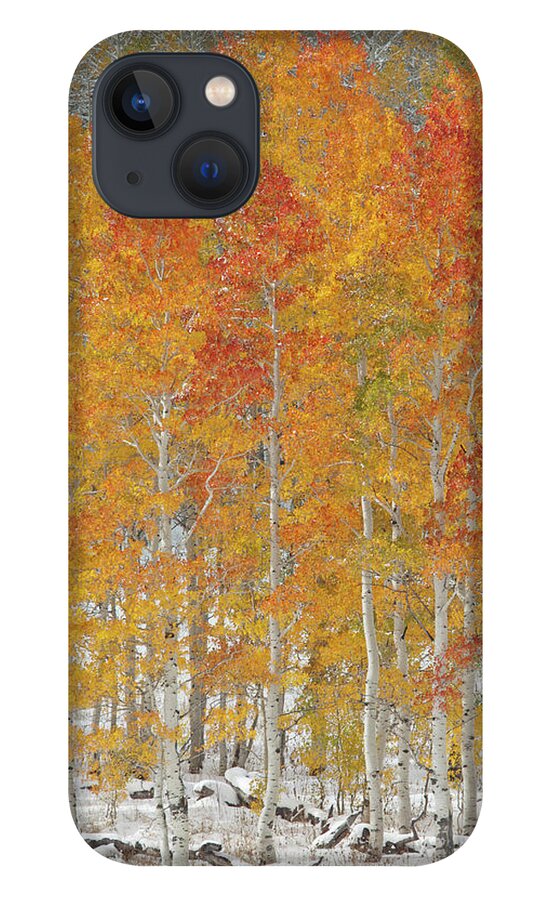 Orange Color iPhone 13 Case featuring the photograph A Forest Of Quaking Aspen Trees With by Mint Images - David Schultz
