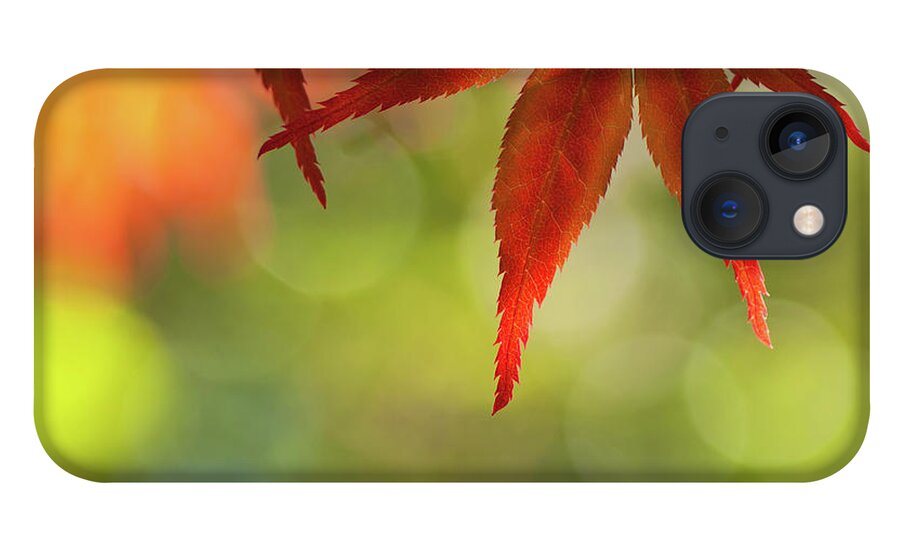 Outdoors iPhone 13 Case featuring the photograph Acer Palmatum - Japanese Maple by Martin Wahlborg