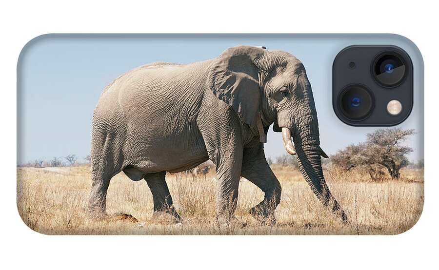 Grass iPhone 13 Case featuring the photograph African Elephant On Savannah by Bjarte Rettedal