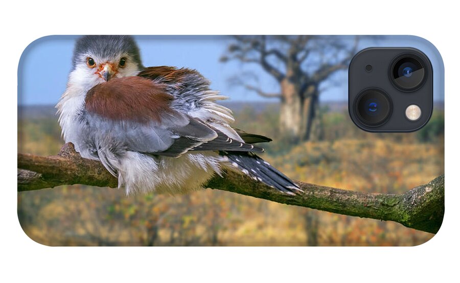 Pygmy Falcon iPhone 13 Case featuring the photograph African Pygmy Falcon by Arterra Picture Library