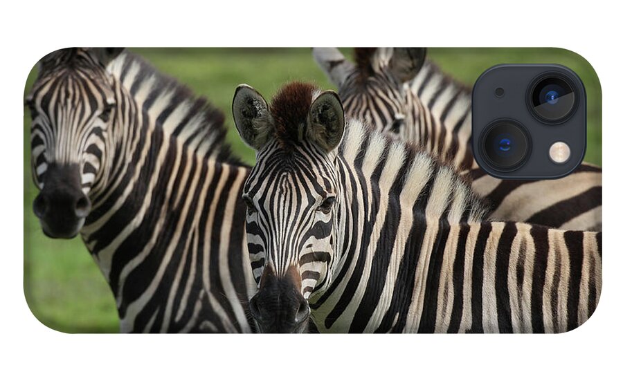 Animals iPhone 13 Case featuring the photograph African Zebras 074 by Bob Langrish