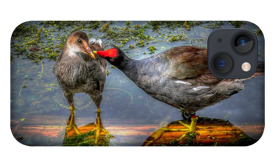 Coot iPhone 13 Case featuring the photograph American Coot by Pete Rems