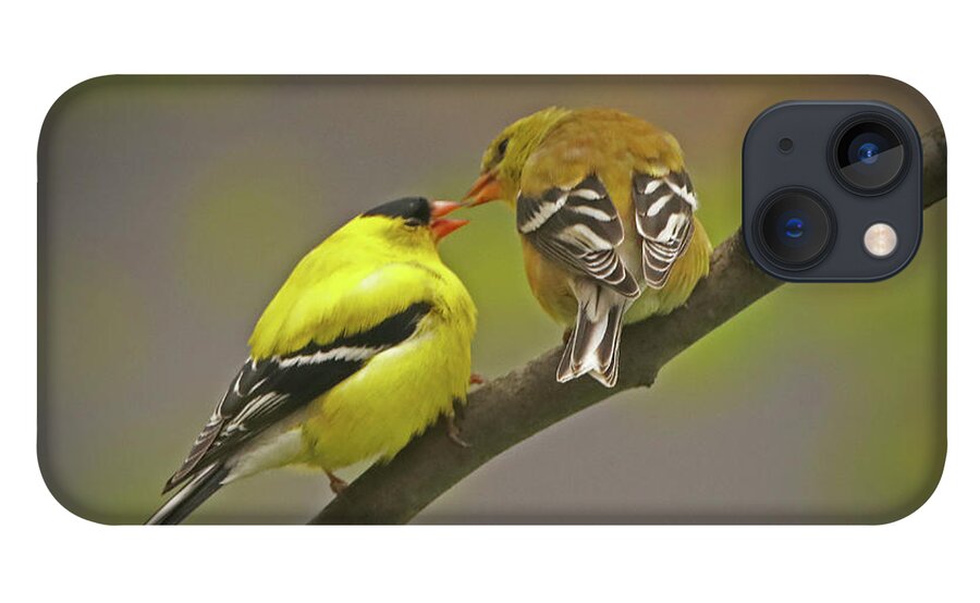 Bird iPhone 13 Case featuring the photograph American Goldfinch Mates by Ira Marcus