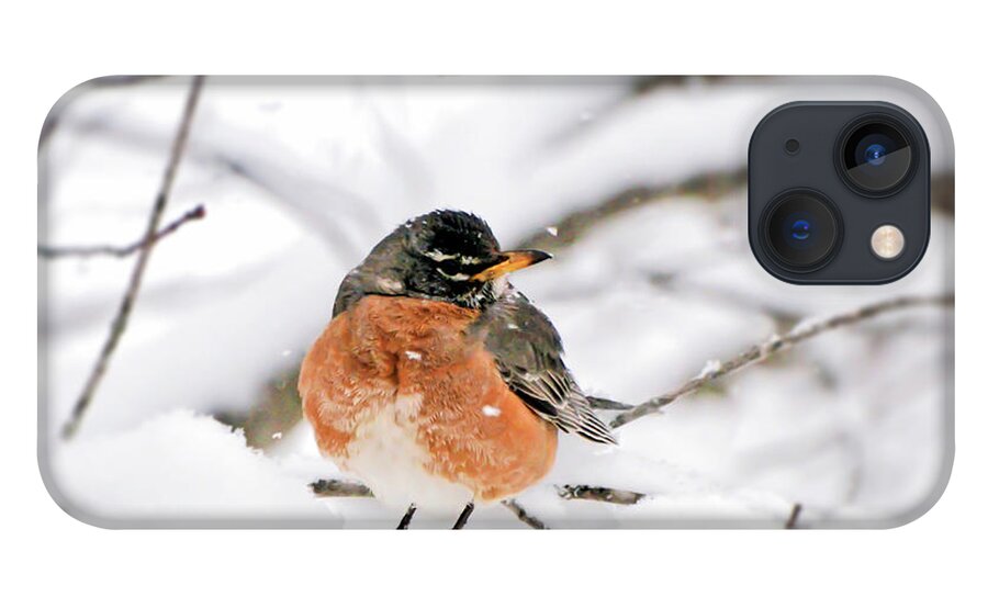 Robin iPhone 13 Case featuring the photograph American Robin in the Snow by Kerri Farley