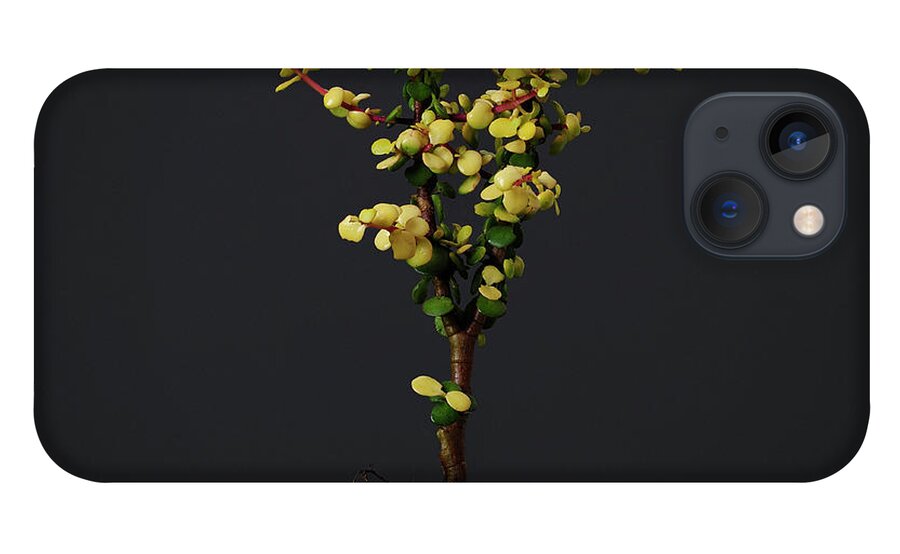 Vitality iPhone 13 Case featuring the photograph An Uprooted Speckboomelephant Bush by David Malan