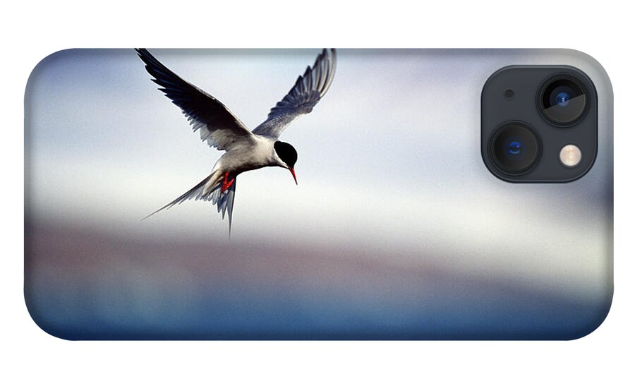 Svalbard Islands iPhone 13 Case featuring the photograph Arctic Tern Hovering by Mike Hill