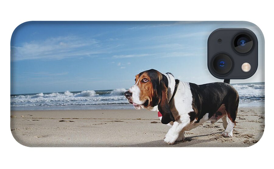 Pets iPhone 13 Case featuring the photograph Basset Hound Walking On Beach, Ground by Gary John Norman