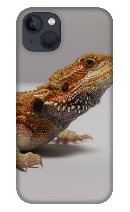 Alertness iPhone 13 Case featuring the photograph Bearded Dragon by Dan Burn-forti