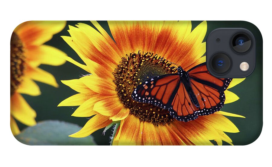 Flowers iPhone 13 Case featuring the photograph Beautiful Sunflower with Monarch Butterfly by Trina Ansel