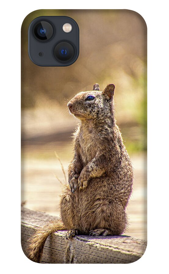 California Beach Squirrel iPhone 13 Case featuring the photograph Beach ground squirrel by Donald Pash
