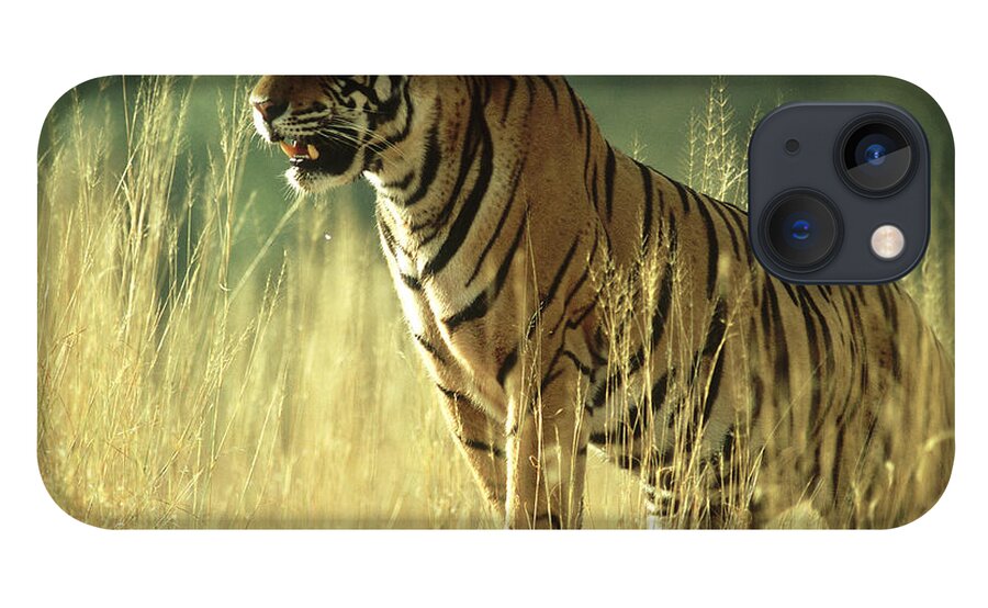 Vertebrate iPhone 13 Case featuring the photograph Bengal Tiger, Panthera Tigris, 24 Month by Mike Powles