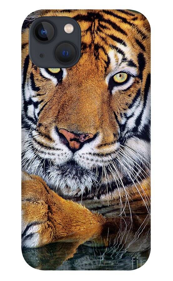Bengal Tiger iPhone 13 Case featuring the photograph Bengal Tiger Portrait Endangered Species Wildlife Rescue by Dave Welling
