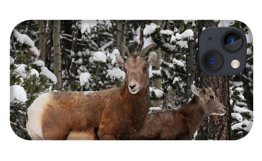Wildlife iPhone 13 Case featuring the photograph Bighorn Sheep in Deep Snow by Steven Krull