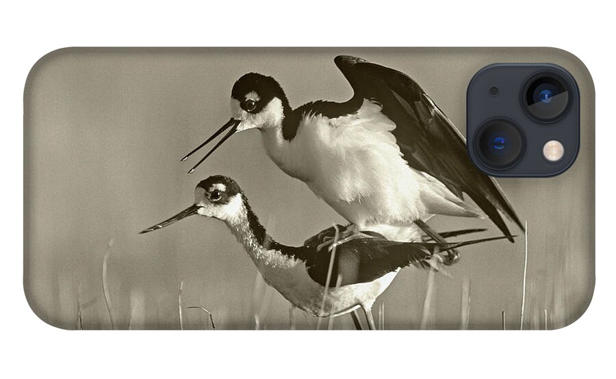 Disk1215 iPhone 13 Case featuring the photograph Black-necked Stilts Courting by Tim Fitzharris