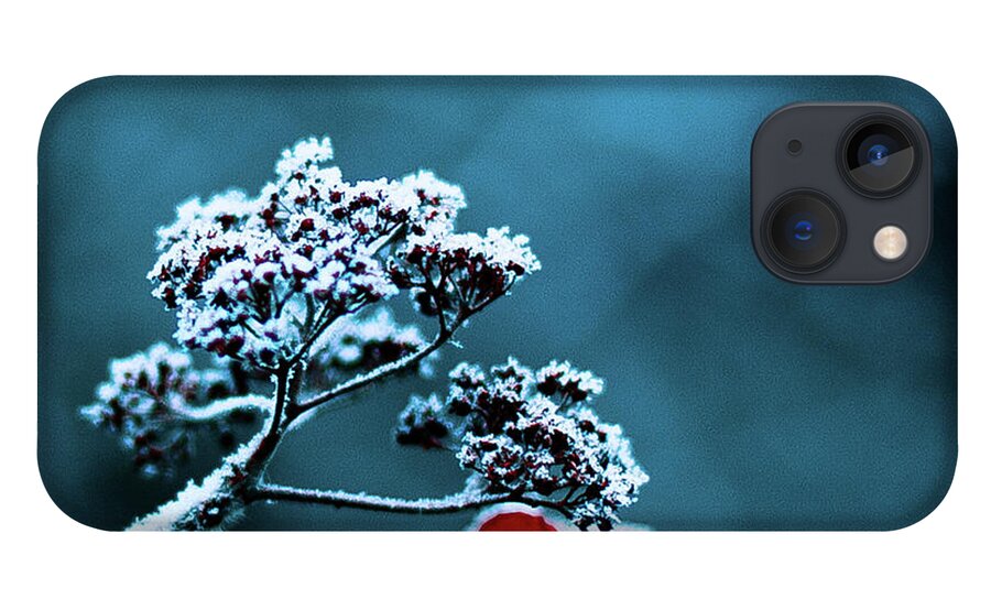 Hanging iPhone 13 Case featuring the photograph Blood Red Dead Hydrangea by (c) Harold Lloyd
