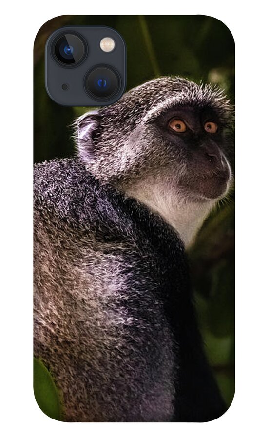 Monkey iPhone 13 Case featuring the photograph Blue monkey, Zanzibar by Lyl Dil Creations