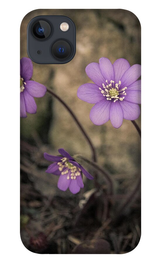 Common iPhone 13 Case featuring the photograph Blue violet anemone flower growing in a stone wall by Amanda Mohler