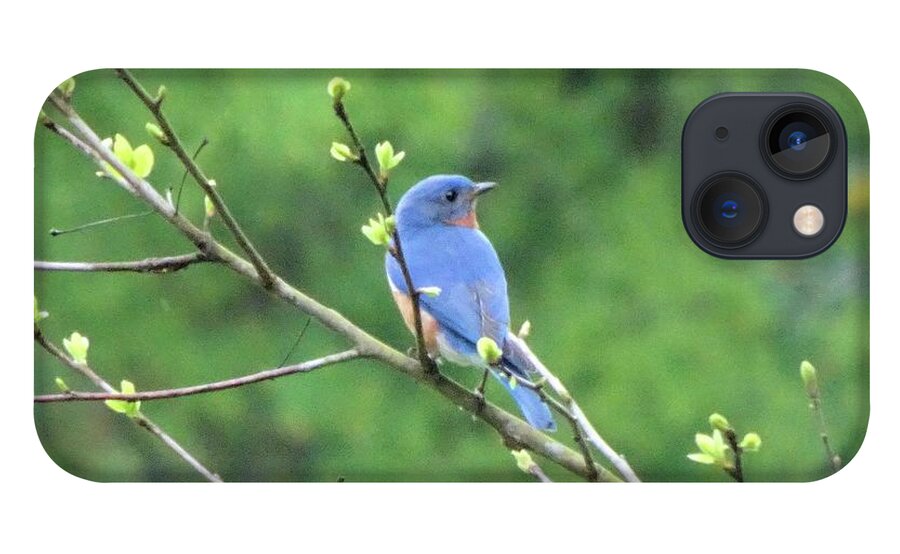 Birds iPhone 13 Case featuring the photograph Bluebird Sitting Pretty by Karen Stansberry