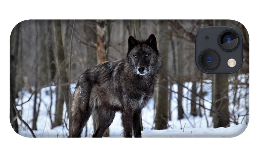 British Columbian Wolf iPhone 13 Case featuring the photograph Alpha Wolf on Guard by Rose Guinther