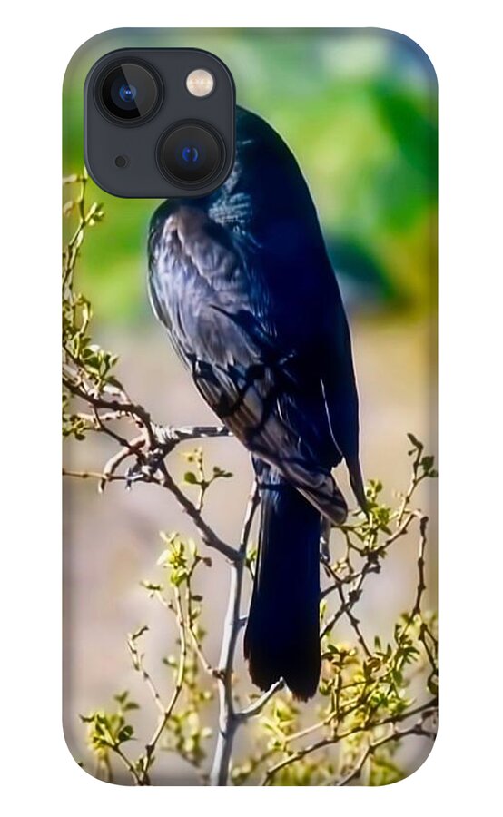 Arizona iPhone 13 Case featuring the photograph Bronzed Cowbird on Creosote by Judy Kennedy