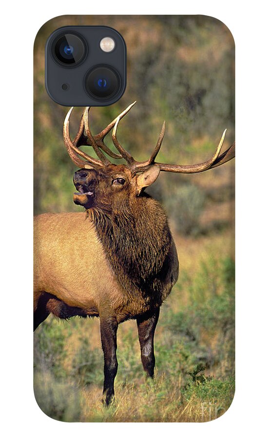 North America iPhone 13 Case featuring the photograph Bull Elk in Rut Bugling Yellowstone Wyoming Wildlife by Dave Welling