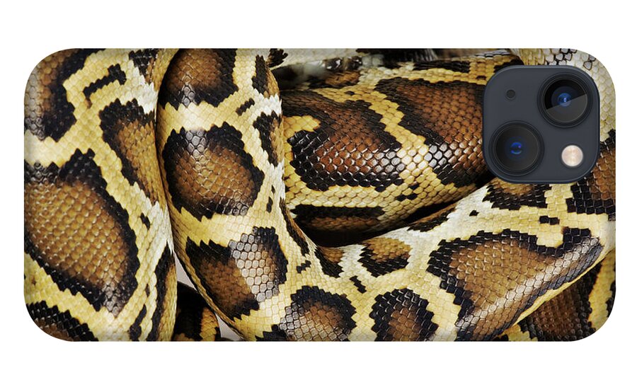 Animal Skin iPhone 13 Case featuring the photograph Burmese Python, Close Up, Overhead by Martin Harvey