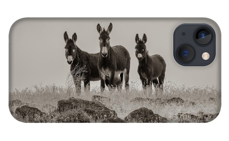Wild Burro iPhone 13 Case featuring the photograph Burros in Sepia by Randy Robbins
