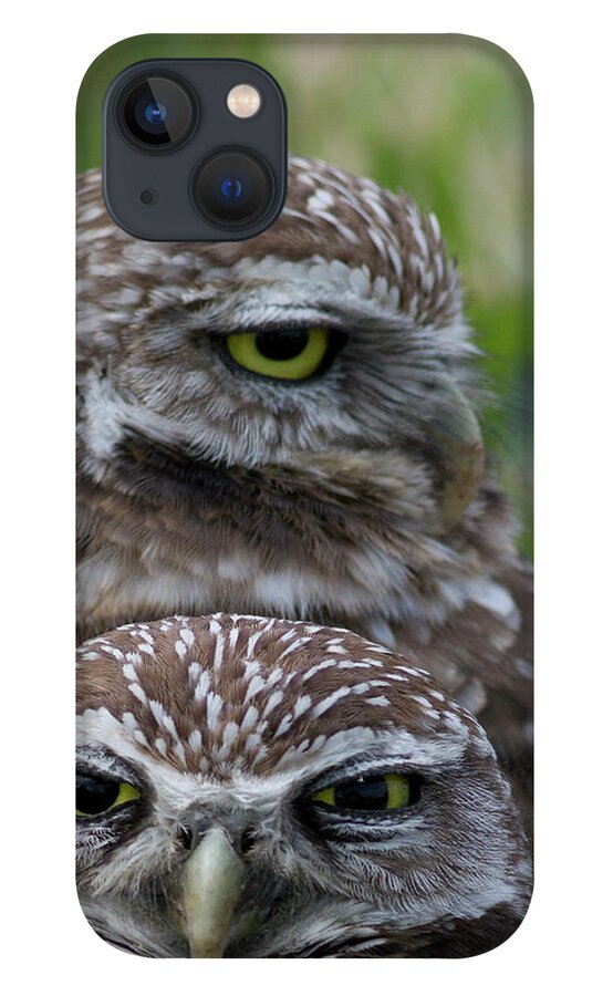 Animal Themes iPhone 13 Case featuring the photograph Burrowing Owl Baby And Mother Marathon by Jim Austin Jimages Digital Photography
