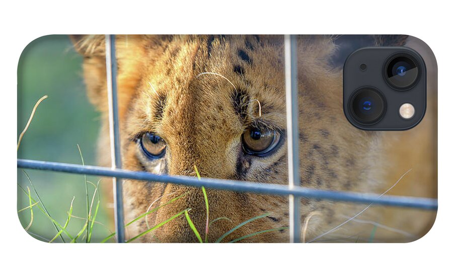 Wild iPhone 13 Case featuring the photograph Caged by Dheeraj Mutha
