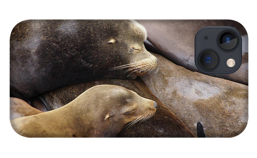 Animal iPhone 13 Case featuring the photograph California sea lions sleep in huddled piles by Steve Estvanik