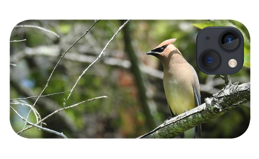 Cedar Waxwing iPhone 13 Case featuring the photograph Cedar Waxwing by Kathy Chism