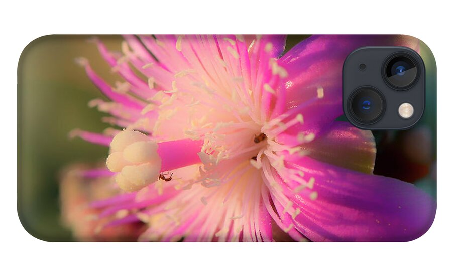 Cactus iPhone 13 Case featuring the photograph Chainfruit Cholla Flower by Michael Newberry