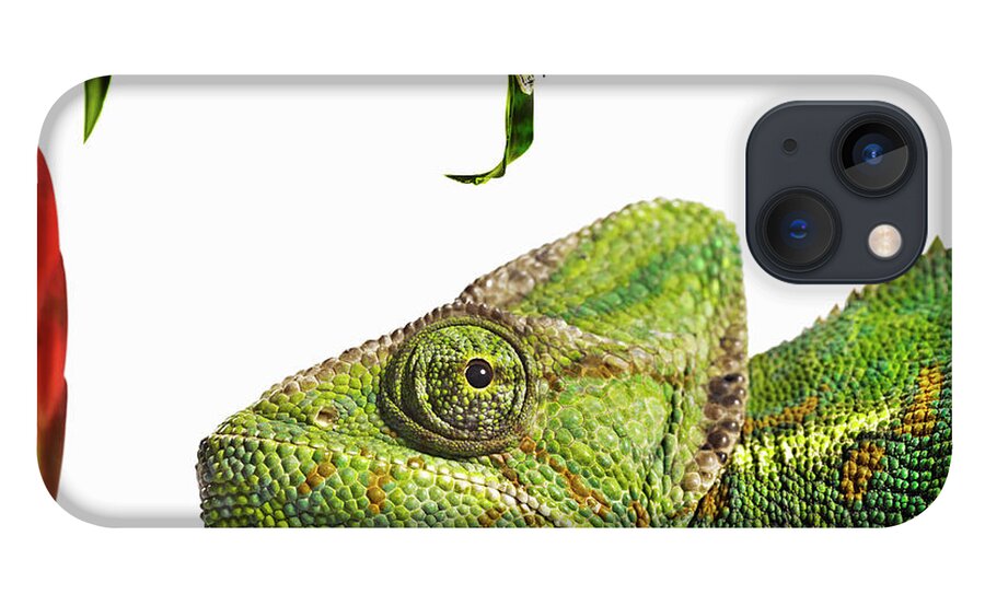 White Background iPhone 13 Case featuring the photograph Chameleon Looking At Locust by Gandee Vasan