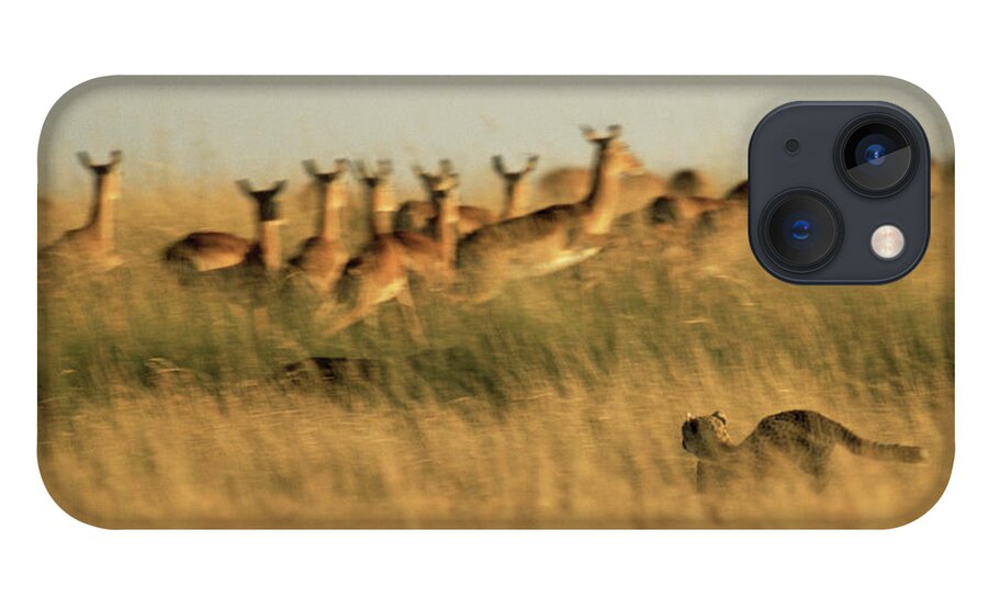 Kenya iPhone 13 Case featuring the photograph Cheetah Acinonyx Jubatus Chasing Impala by James Warwick