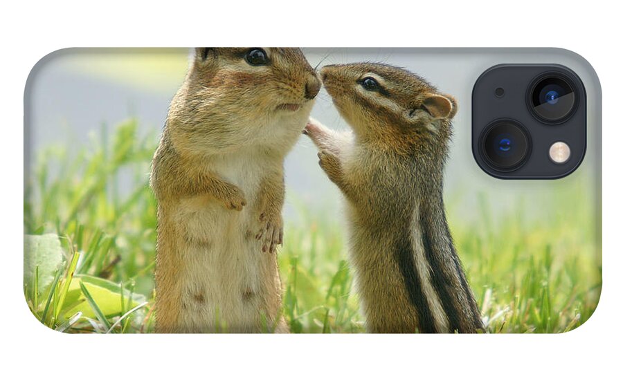 #faatoppicks iPhone 13 Case featuring the photograph Chipmunks In Grasses by Corinne Lamontagne