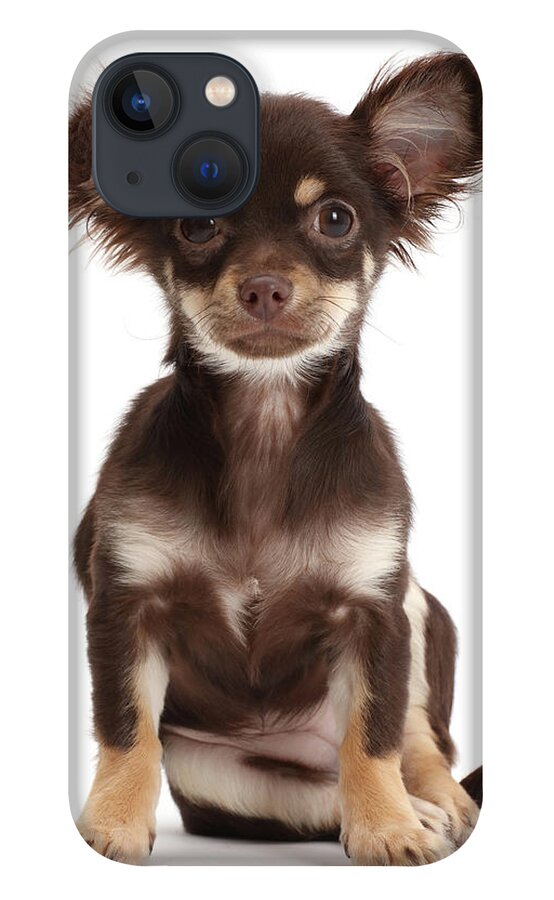 Chocolate-and-tan Chihuahua Sitting iPhone 13 Case