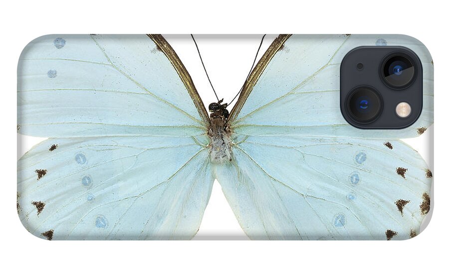 White Background iPhone 13 Case featuring the photograph Close-up Of A White Butterfly by Stockbyte