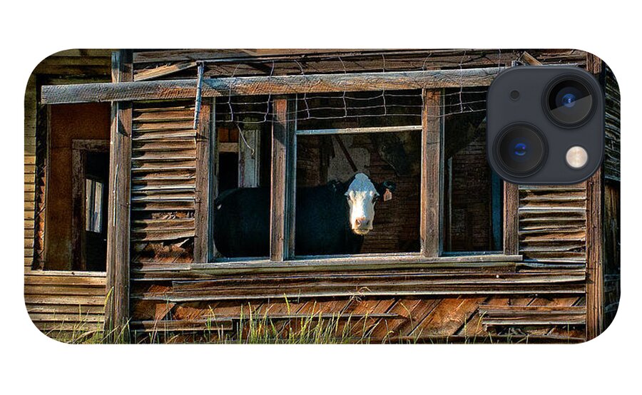Cow iPhone 13 Case featuring the photograph Cow in Living Room by Ed Broberg