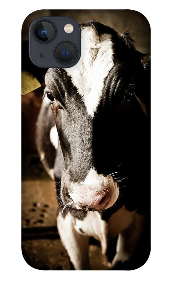 Problems iPhone 13 Case featuring the photograph Cow Inside The Farm by Mauro grigollo