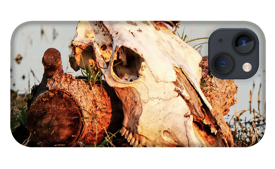Kansas iPhone 13 Case featuring the photograph Cow Skull 001 by Rob Graham