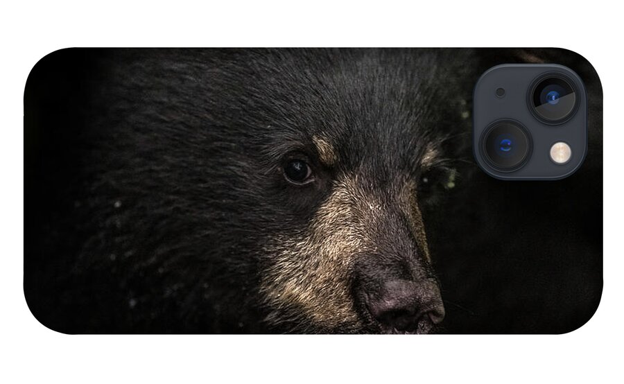 Bear iPhone 13 Case featuring the photograph Cubby by David Kirby