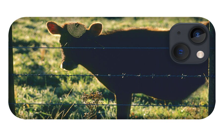 Grass iPhone 13 Case featuring the photograph Dairy Calf And Spider Web Backlit In by Laurance B. Aiuppy