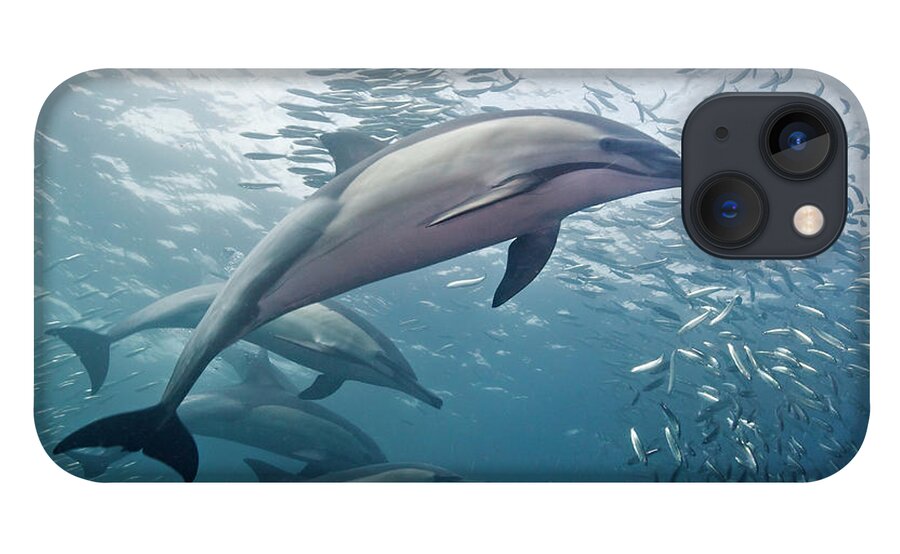 Underwater iPhone 13 Case featuring the photograph Dolphins And Sardines by Dmitry Miroshnikov
