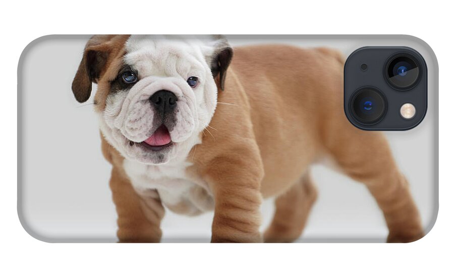 Pets iPhone 13 Case featuring the photograph English Bulldog Puppy by Lwa