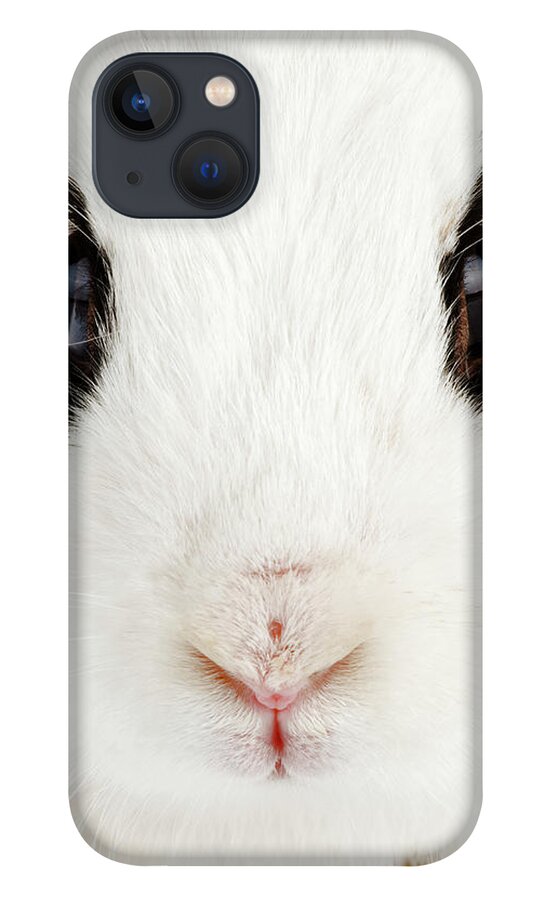 Pets iPhone 13 Case featuring the photograph English Rabbit Oryctolagus Cuniculus by Martin Harvey