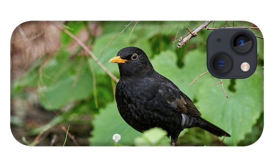 Lehtokukka iPhone 13 Case featuring the photograph Eurasian Blackbird under the bushes by Jouko Lehto