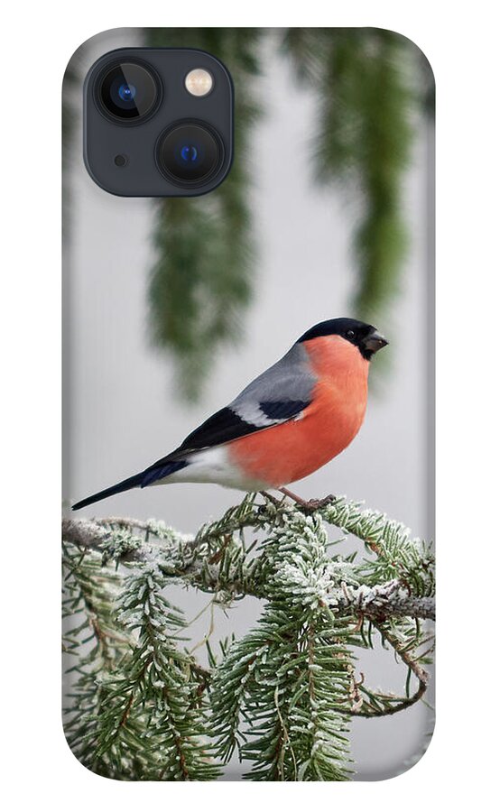 Lehtokukka iPhone 13 Case featuring the photograph Eurasian bullfinch when the winter comes by Jouko Lehto