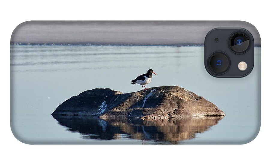Haematopus Ostralegus iPhone 13 Case featuring the photograph Eurasian oystercatcher on the rocks by Jouko Lehto